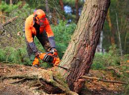 Best Hazardous Tree Removal  in Wild Peach Village, TX