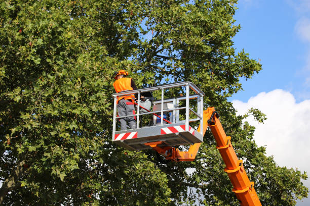 Best Commercial Tree Removal  in Wild Peach Village, TX