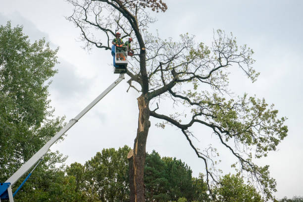 Best Tree Fertilization Services  in Wild Peach Village, TX