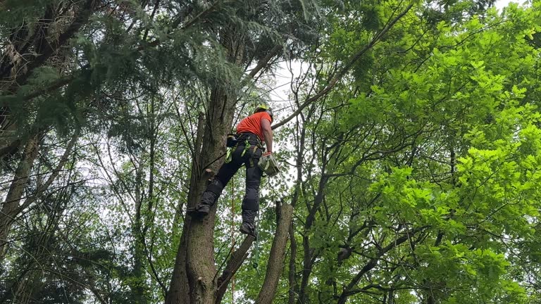 Best Fruit Tree Pruning  in Wild Peach Village, TX