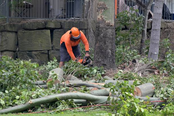 Tree and Shrub Care in Wild Peach Village, TX