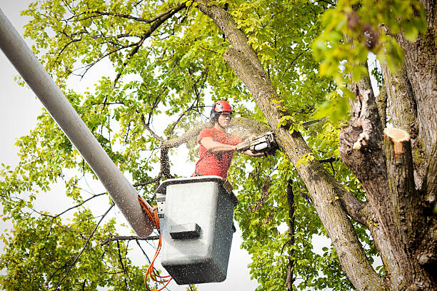 Best Palm Tree Trimming  in Wild Peach Village, TX